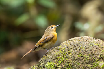 Female Chinese Blue Flycatcher perched on a rock in the forest