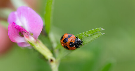 Obraz premium 花とテントウムシ