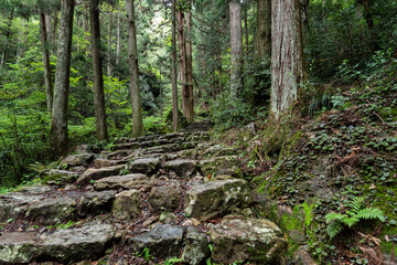 Fototapeta premium 森の中に続く石段