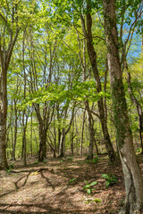 爽やかな新緑の森を歩く