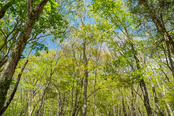 Obraz premium 爽やかな新緑の森を歩く