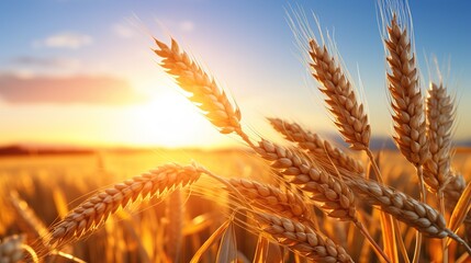 field of wheat