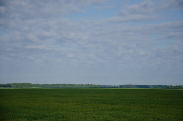 green grass on the field and blue sky, spacious landscape