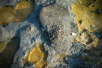 Lakshadweep coral Island, India
