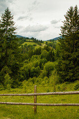 fields and meadows of Ukraine	