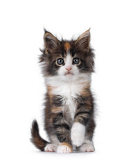 Obraz premium Adorable baby Maine Coon cat kitten, sitting up facing front with one paw playful lifted. Looking straight to camera. Isolated on a white background.