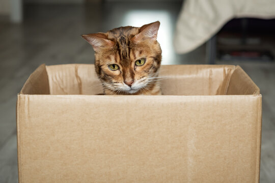 Kitten In Box Images Browse 72 980 Stock Photos Vectors and Video Adobe Stock