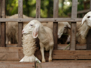 A herd of sheep standing in a pen with a fence in the background