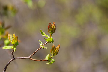 Young leaves sprouting from the bud on a tree branch in springtime. Concept of a new life