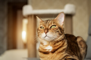 Portrait of an adorable Bengal cat