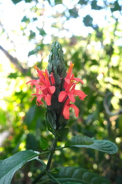 Closeup of Cardinal's Guard flower of Pachystachys coccinea plant in Mount Makiling in Laguna Philippines.