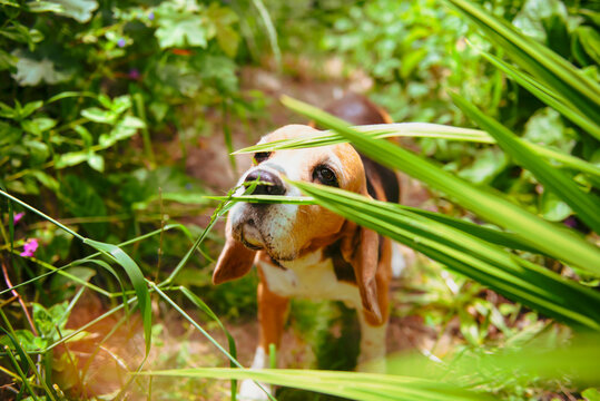 cute beagle dog walking in the park in summer