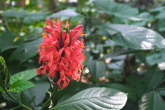 Closeup of Cardinal's Guard flower of Pachystachys coccinea plant in Mount Makiling in Laguna Philippines.