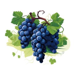Fototapeta premium Detailed Vector Design of a Vineyard with Blueberry Clusters on a Clear Background