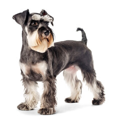 Schnauzer dog full body portrait on isolated background