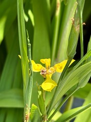 Fototapeta premium Trimezia fosteriana (Yellow flower, monocotyledons, family: Iridaceae)