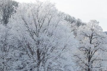 Morning sunlight on large frosty white trees in winter landscape