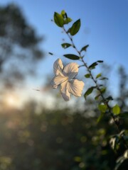 butterfly on a flower