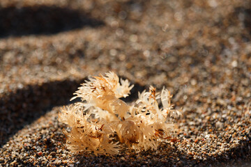 close up of yellow seaweed plant on sandy beach