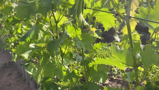 Young grapevine flowering with small grape berries on the vineyard in early Summer