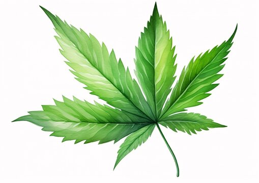 Cannabis Leaf Watercolor Illustration