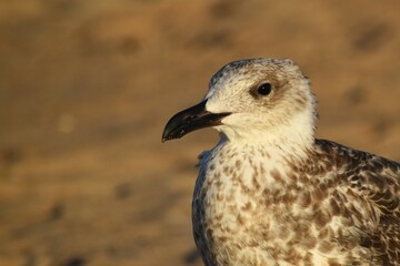 Young Larus argentatus, herring gull, gaviota argéntea.