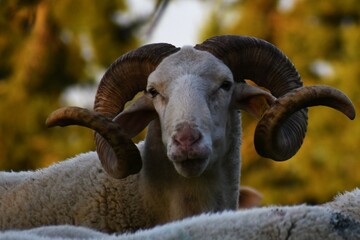 Whitefaced Woodland, ram, mutton, sheep.