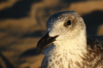 Young Larus argentatus, herring gull.