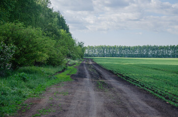 dirt road between fields in summer