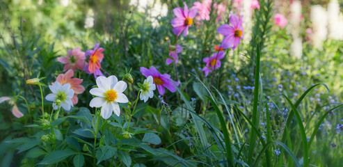 Beautiful meadow field with wild flowers. Spring or summer wildflowers closeup. Health care concept. Rural field.