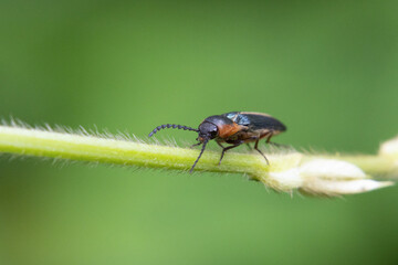 Close-up Cardiophorus on green leaves. Beautiful insect eye texture. The stunning beauty of nature.