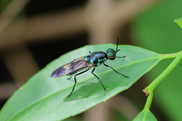 Close-up soldier fly on green leaves. Beautiful insect eye texture. The stunning beauty of nature