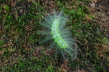 Common Baron caterpillar, Euthalia aconthea, green caterpillar with poisonous spines. On a mossy log in a damp forest Beautiful plants and animals in the perfect forest during the rainy season.