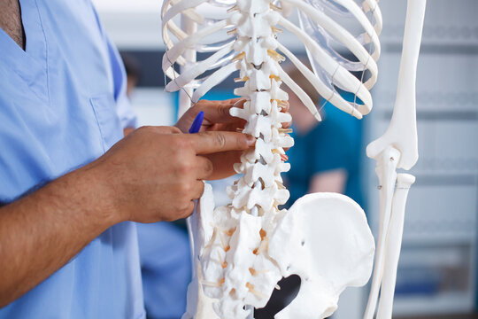 Physiotherapist diagnoses mechanical issues and explains discomfort by pointing at backbones of a human skeleton. Medic displaying the osteopathy system and spinal cord in close-up.