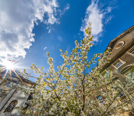 Rays of the sun rising behind a church beautifully illuminating a cherry tree with its flowers...