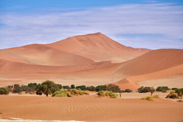 Oasis in the dunes near Deadvlei in Sossusvlei, Namibia