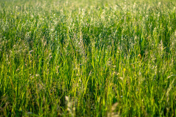 green grass out of focus nature background