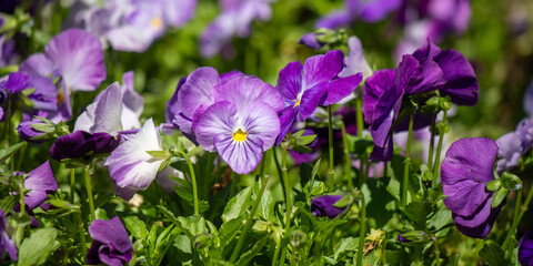 Garden violet in nature outdoors.