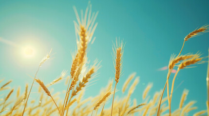 Obraz premium Wheat field against the blue sky, aesthetic industrial landscape. Agriculture. View from down. Generative AI
