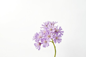 Obraz premium Purple Flowers on White Background