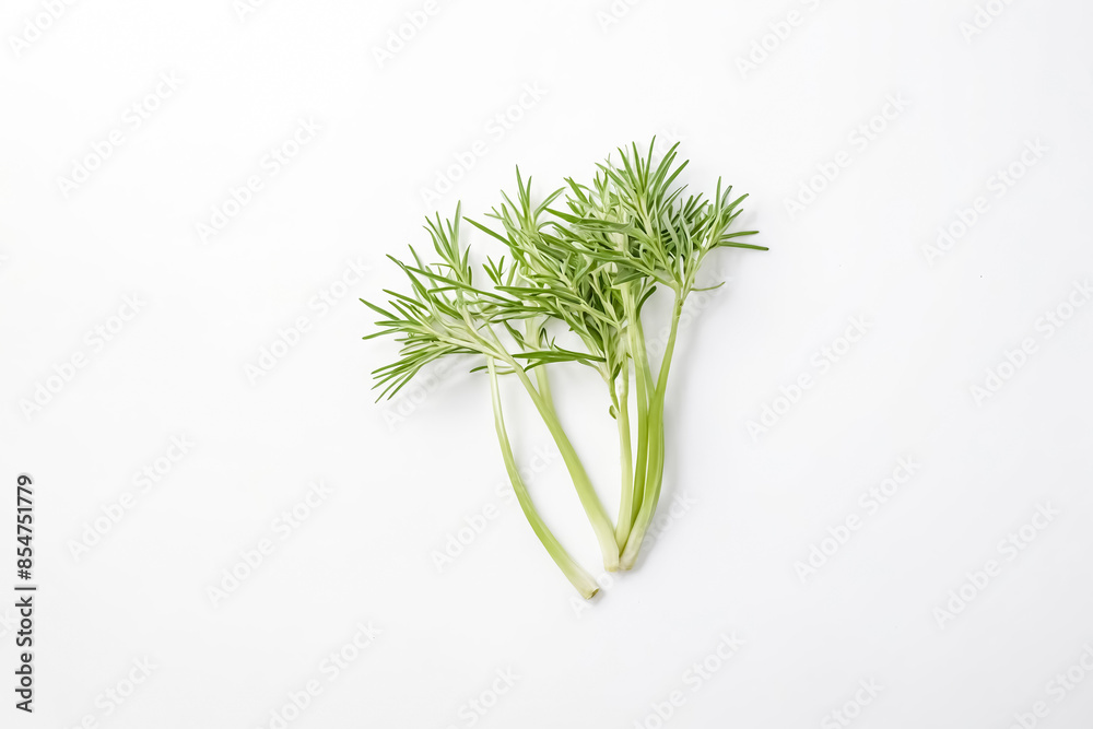 Canvas Prints Fresh Green Herbs on White Background