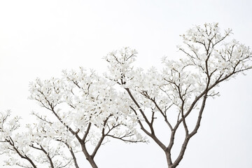 Fototapeta premium White Magnolia Tree Branches Against a White Sky