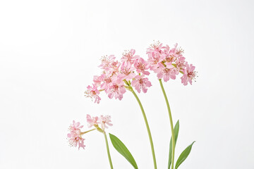 Naklejka premium Pink Flowers on White Background