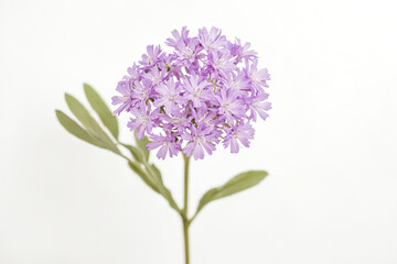 Fototapeta premium Single purple flower isolated on white background