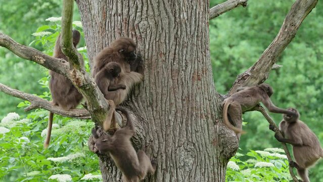 Gelada baboons jump up a tree in the forest.

