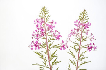 Naklejka premium Close-up of Pink Wildflowers on White Background