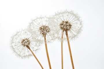 Three Dandelions on a White Background