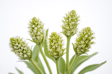 Closeup of Green Flower Buds with White Petals