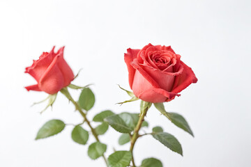 Fototapeta premium Single Red Rose with Green Leaves on White Background