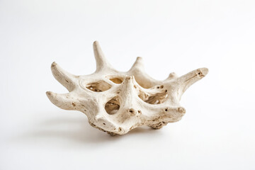 Obraz premium White Bone on White Background